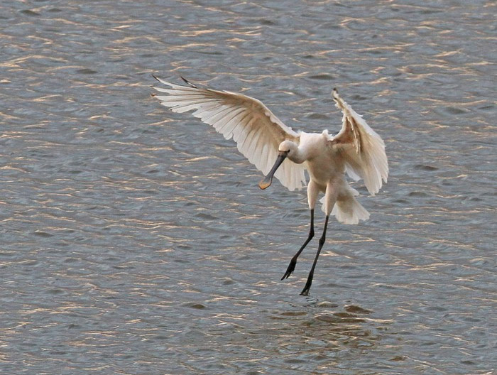 Spoonbill