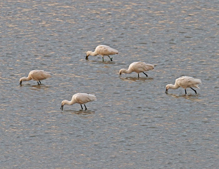 Spoonbill
