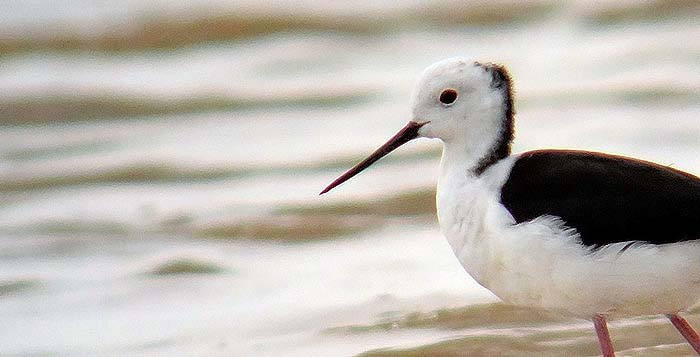 Black-winged Stilt