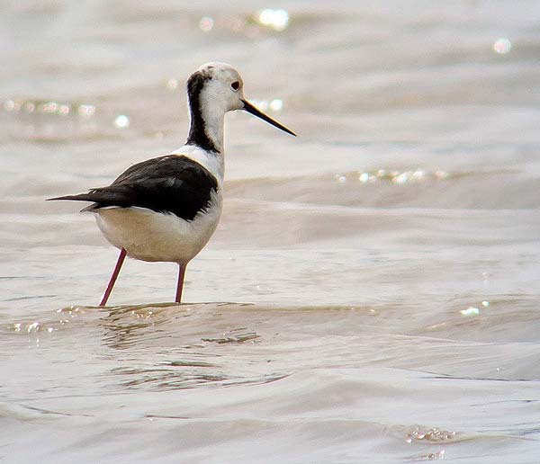 Black-winged Stilt