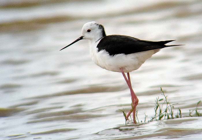 Black-winged Stilt
