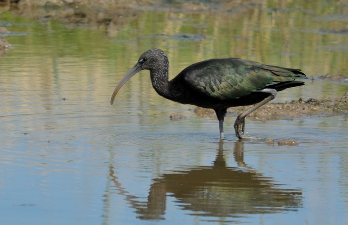 Glossy Ibis