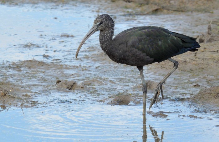 Glossy Ibis