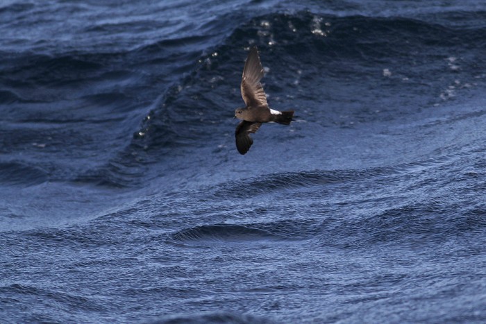 Wilson's Petrel