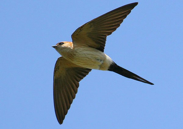 Red-rumped Swallow
