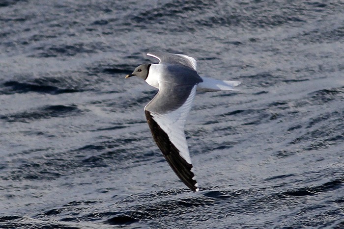 Sabine's Gull