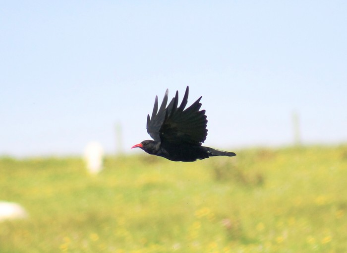 Chough
