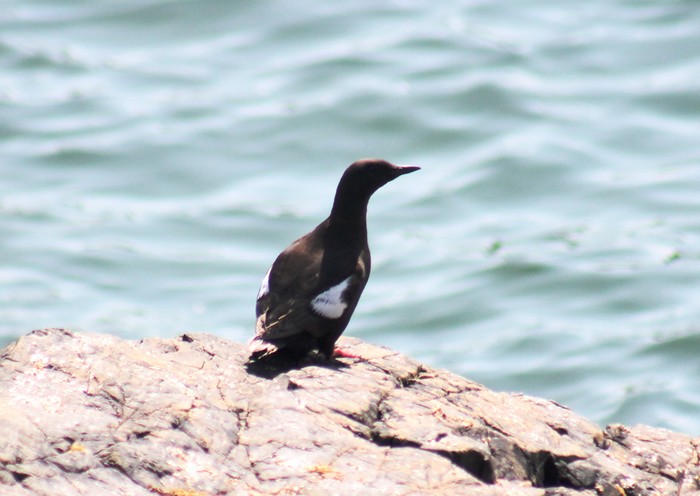 Black Guillemot