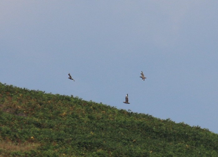 Great Skua