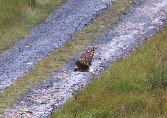 Hen Harrier