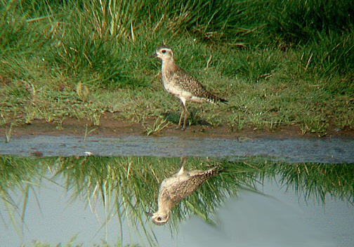 American Golden Plover
