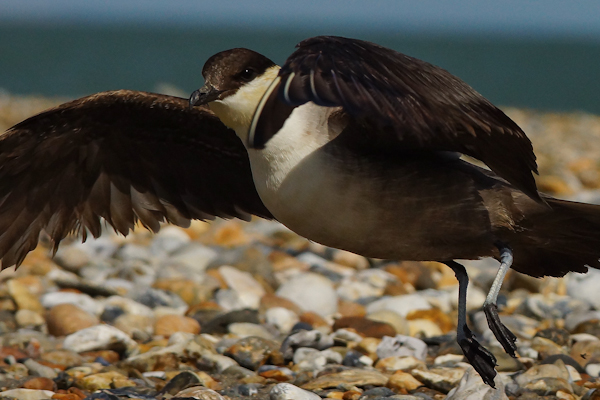 Long-tailed Skua