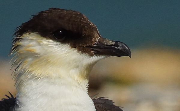 Long-tailed Skua