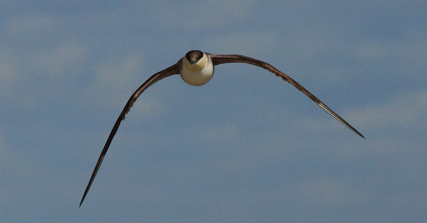 Long-tailed Skua