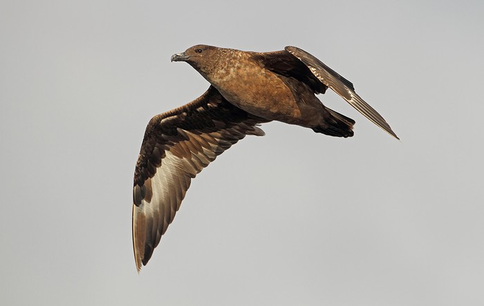 Great Skua
