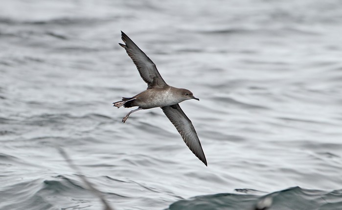 Balearic Shearwater