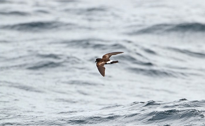 Wilson's Petrel