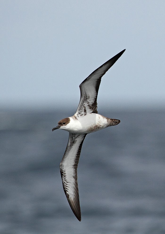 Great Shearwater