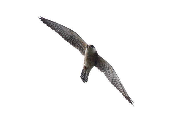Red-footed Falcon
