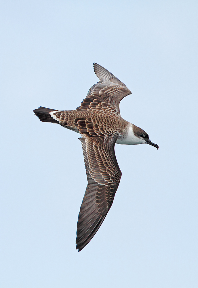 Great Shearwater