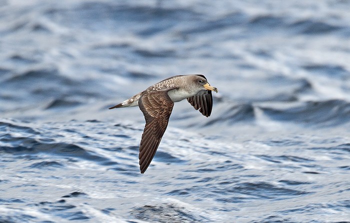 Cory's Shearwater