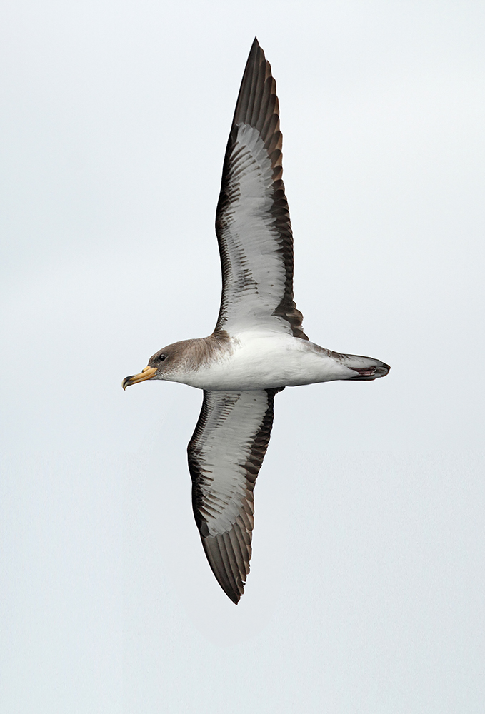 Cory's Shearwater