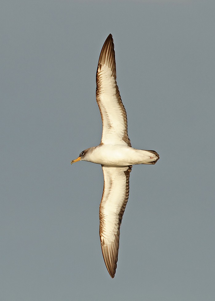 Scopoli's Shearwater (Possible)