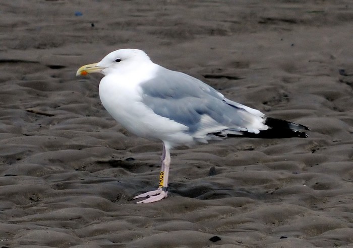 Caspian Gull