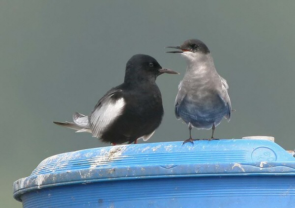 White-winged Black Tern
