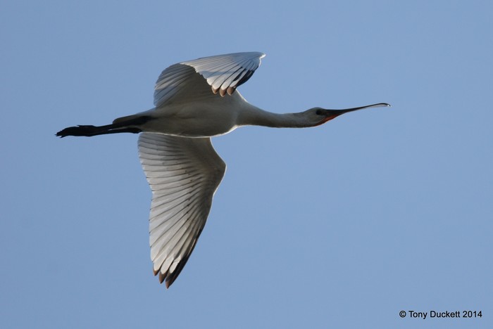 Spoonbill