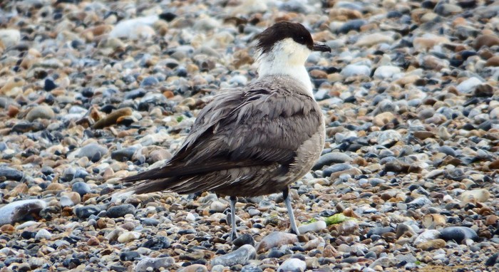 Long-tailed Skua