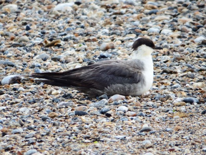 Long-tailed Skua