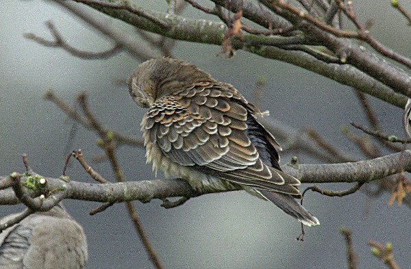 Rufous Turtle Dove