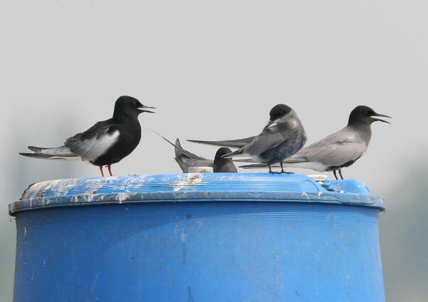 White-winged Black Tern