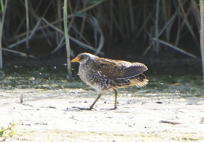 Spotted Crake