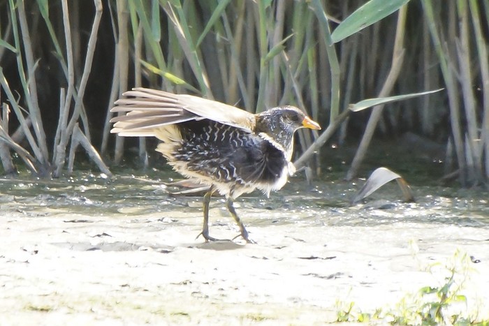 Spotted Crake
