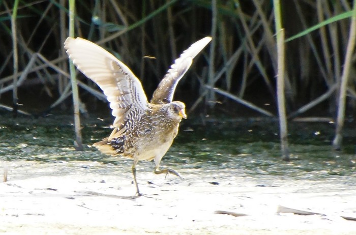 Spotted Crake