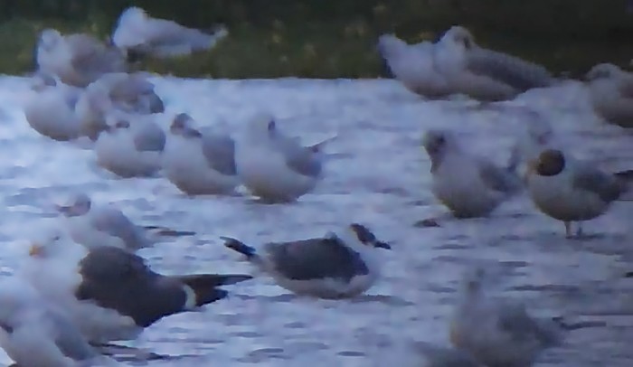 Franklin's Gull