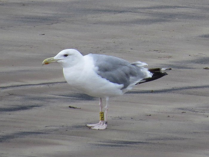 Caspian Gull