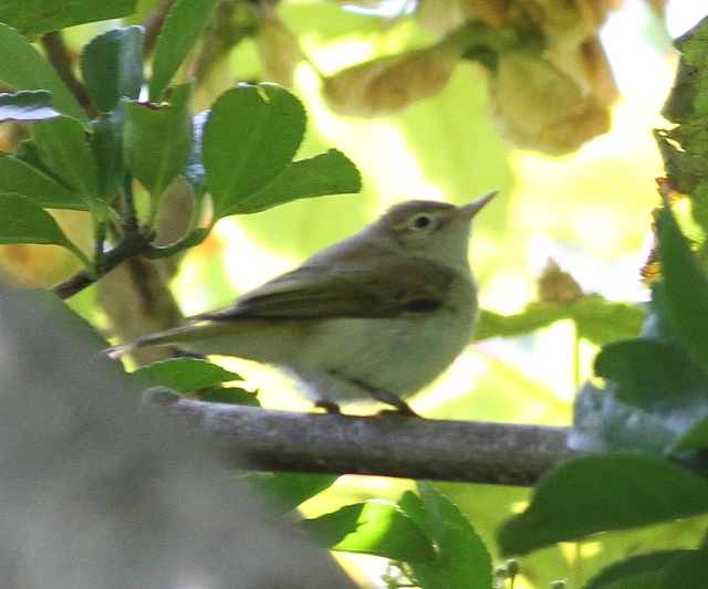 Western Bonelli's Warbler