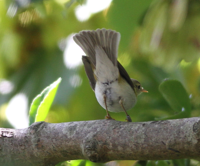Western Bonelli's Warbler