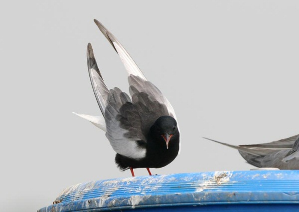 White-winged Black Tern