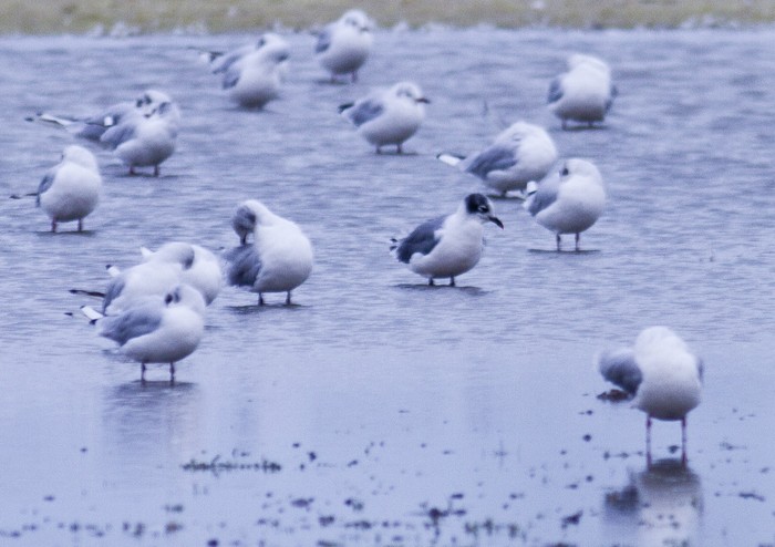 Franklin's Gull