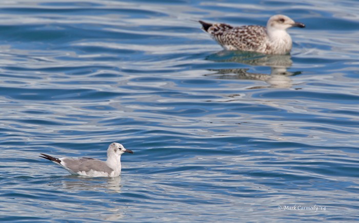 Laughing Gull