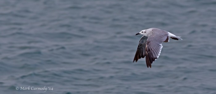 Laughing Gull