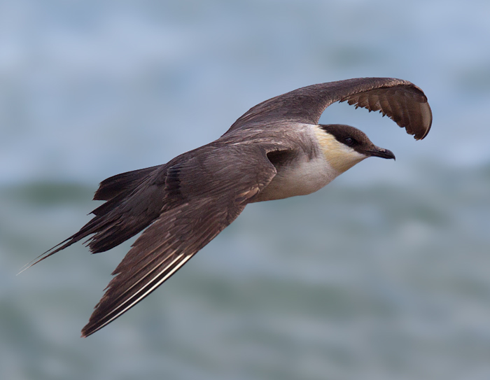 Long-tailed Skua