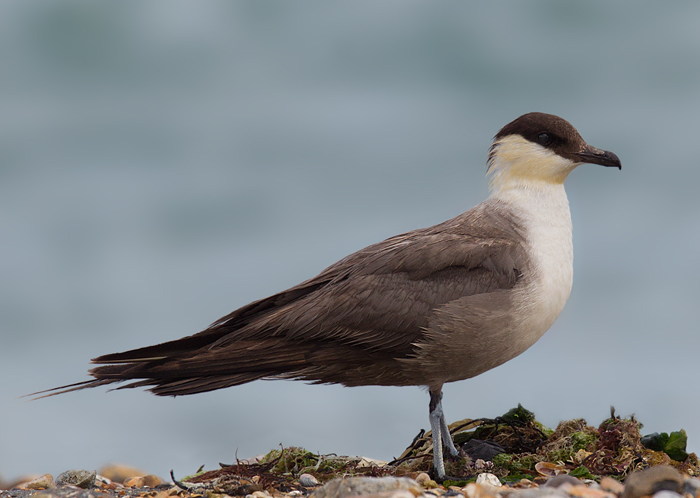 Long-tailed Skua