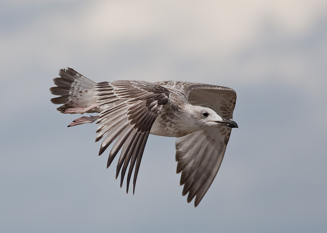 Caspian Gull