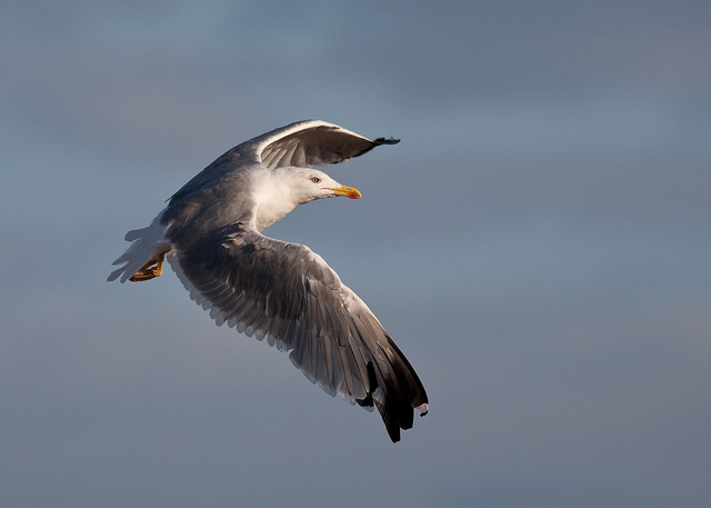 Yellow-legged Gull