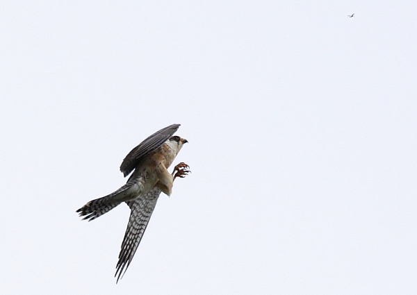 Red-footed Falcon